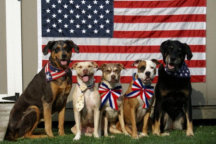 The Perfect 4th of July Costumes for Pets